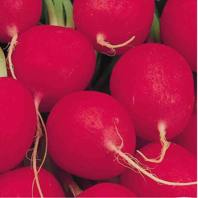 Product Image for Radish Crimson Giant Champion