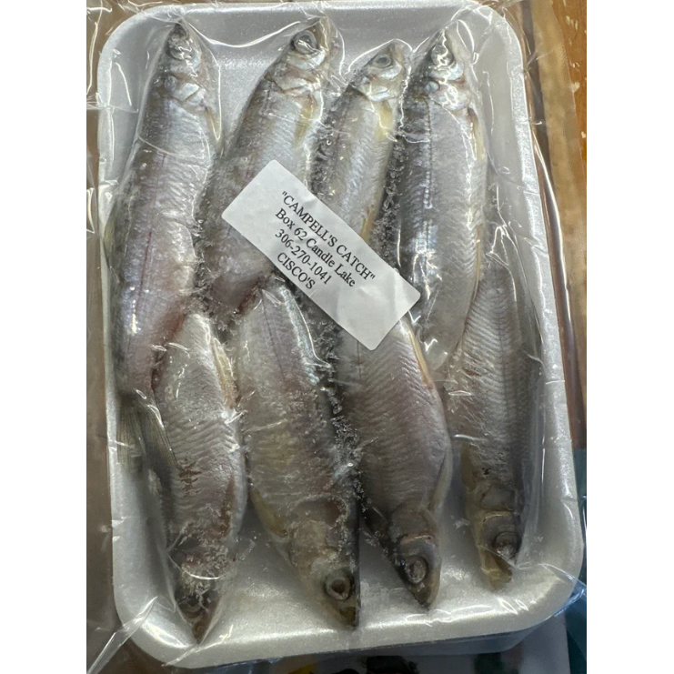 Product Image for CambellFTs Catch Frozen Lrg Ciscos
