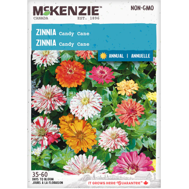 Product Image for Zinnia Candy Cane